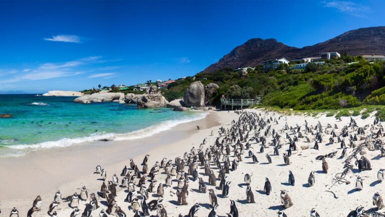 cape-point-tour-families