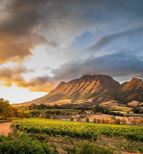 wine-region-near-stellenbosch-looking-at-simonsberg-in-south-africa-01